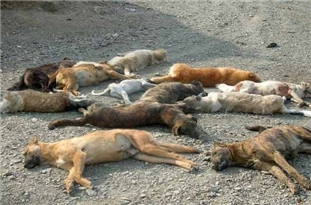 فیلم سگ‌کشی با اسید در شیراز/ اقدامی غیر انسانی!!!
