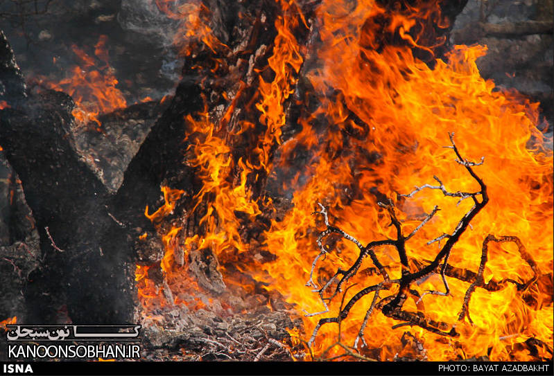 شرح کاملی از حادثه آتش سوزی جنگلهای کوهدشت/حیوانات زنده زنده در آتش سوختند+تصاویر