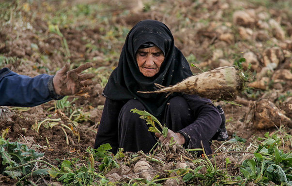 تصاویر برداشت چغندر قند از مزارع استان لرستان/عکاس:بیات آزادبخت