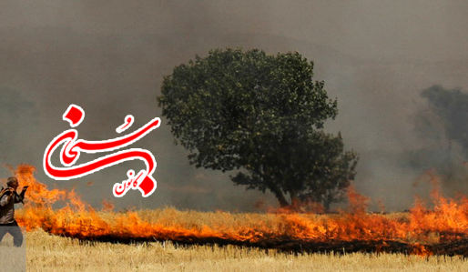 تصاویر آتش سوزی مزارع کوهدشت لرستان
