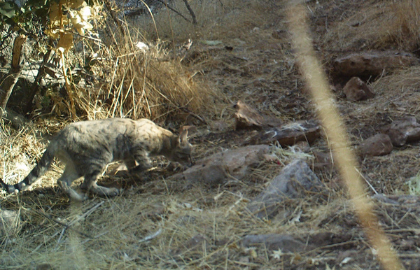 ثبت تصاویر گربه جنگلی در شهرستان رومشکان