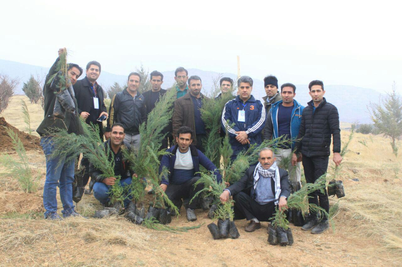 تصاویر کاشت نهال در منطقه داوود رشید کوهدشت لرستان