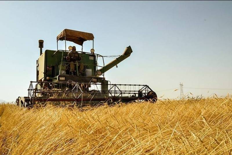 ۵۰هزار تن گندم مازاد بر نیاز کشاورزان خریداری‌شد