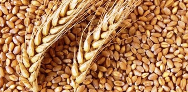 ۷۶ درصد کشاورزان بذر موردنیازشان را تحویل گرفته‌اند/اعطای تسهیلات به کشاورزان