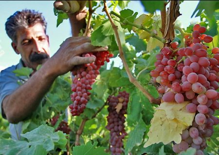 امسال 3 هزار تن انگور از سطح باغات کوهدشت برداشت می‌شود