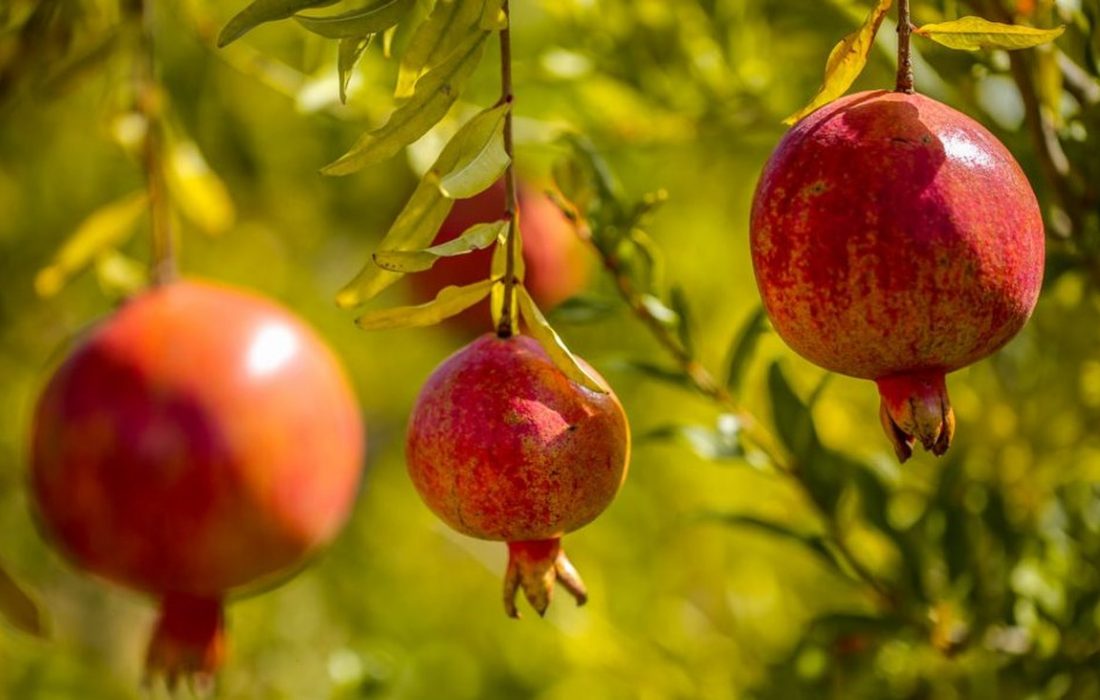 جشنواره استانی انار به صورت مجازی در کوهدشت برگزار شد