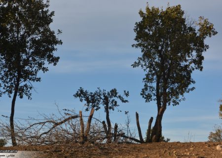 قطع جنگل‌های منطقه «قرعلیوند» کوهدشت توسط سودجویان