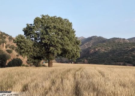 طبیعت زیبای ریکا کوهدشت