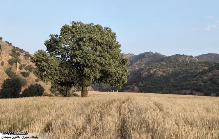 طبیعت زیبای ریکا کوهدشت