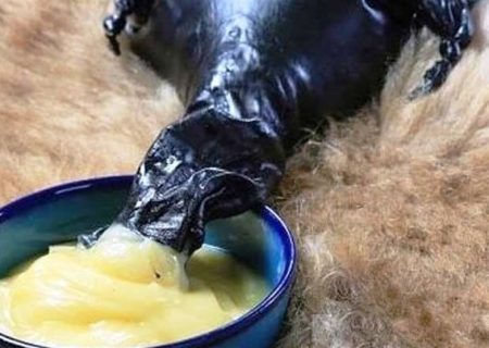 عشایر لرستان سالانه ۱۷ تن روغن حیوانی تولید می‌کنند