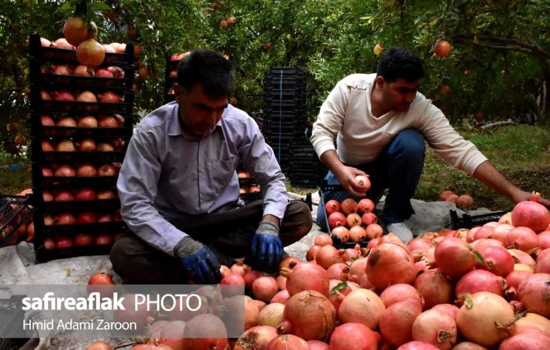 1000هکتار باغ انار در کوهدشت/۳۰ تن در هر هکتار تولید میشود