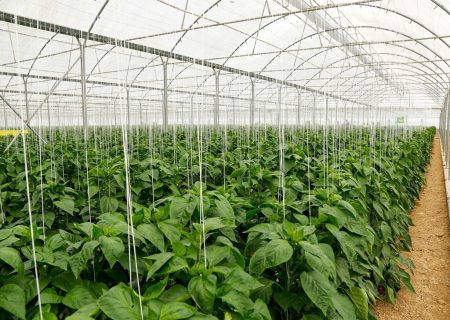 صادرات ۴۰۰ تن فلفل، میوه تلاش جهاد دانشگاهی لرستان