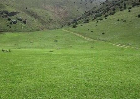 ۲۲ هزار پروانه چرای دام صادر شد