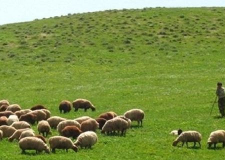 ۲۰هزار پروانه چرای دام در لرستان صادر شد