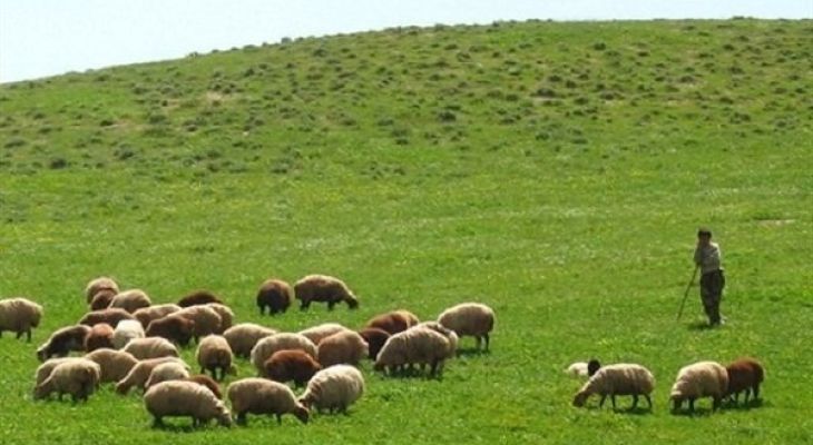 ۲۰هزار پروانه چرای دام در لرستان صادر شد