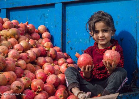 خیز برای پایان دادن به خام‌فروشی با تکمیل زنجیره ارزش انار