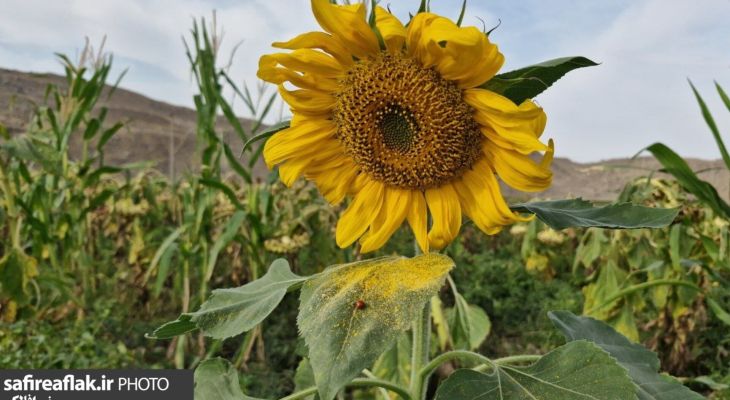 کاستی ماشینآلات، رنج برداشت آفتابگردان را دوچندان میکند
